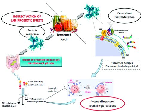 Potential Direct And Indirect Effects Of Food Fermentation By Lactic Download Scientific