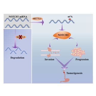 Mettl Mediated M A Mrna Modification Promotes Esophageal Cancer