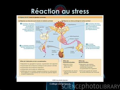 Le Syst Me Endocrinien Un Tr S Bref Aper U Ppt T L Charger