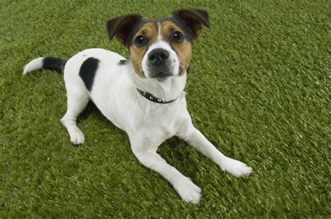 Jack Russell Terrier Hodowla Charakter Cena Klub Teriera