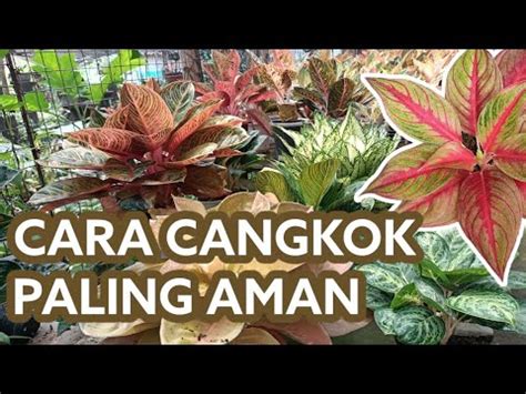 Cangkok Paling Aman Untuk Aglaonema Youtube