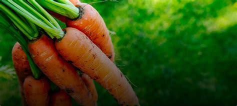 Carrots Growing Guide Care Harvest Homegrown Outlet