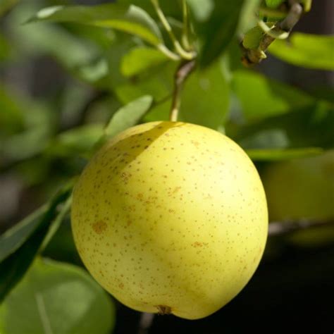 '20th Century' Japanese Pear Tree | Nashi Pear - Roots Plants