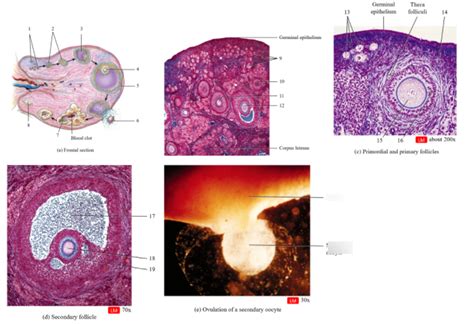 Bio 152 Histology Of The Ovary Diagram Quizlet