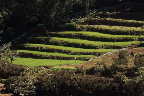 Terrace Farming On Hills In Ooty India Pixahive