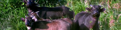 The Tamaraw - a symbol of resilience and conservation efforts - Fun In The Philippines