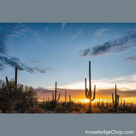 Sunset At Saguaro Nationalpark Knowledge Ninja