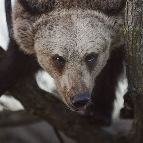 An Incredibly Rare White Grizzly Bear Was Spotted In Banff Canada