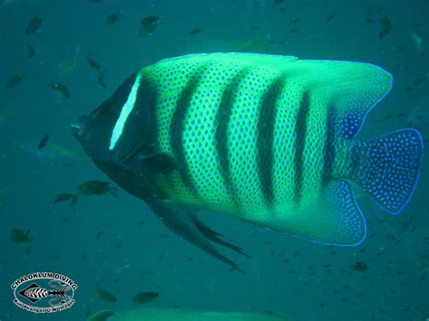 Banded Angelfish Pomacanthus Sexstriatus Chaloklum Diving Koh