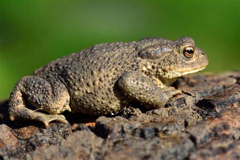 Animais Amea Ados De Extin O Pelas Mudan As Clim Ticas