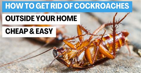 How To Get Rid Of Cockroaches Outside A Success Story Humble Halo