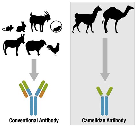 Antibody Essentials Part 1 Antibody Basics