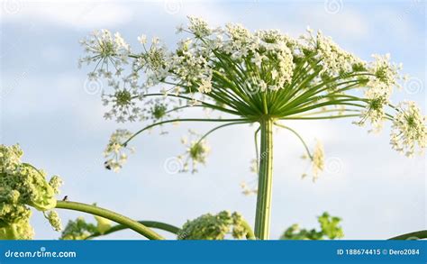 Flowering Head Of Poisonous Plant Giant Hogweed Heracleum Cow Parsnip