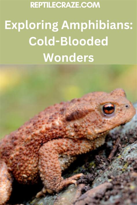 Exploring Amphibians Cold Blooded Wonders Reptile Craze