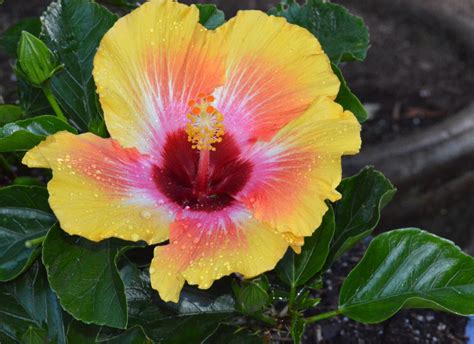 Fiesta Hibiscus In Bloom IN MY VIEWFINDER