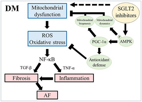 Scheme Of Atrial Remodeling Via Mitochondrial Dysfunction In Rats With