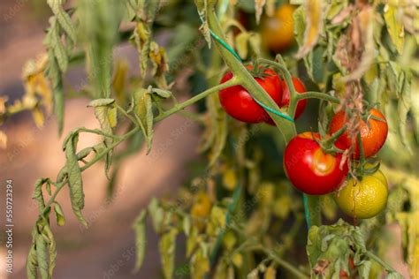 Tomato Plant Disease Physiological Disorder In Tomato Caused By