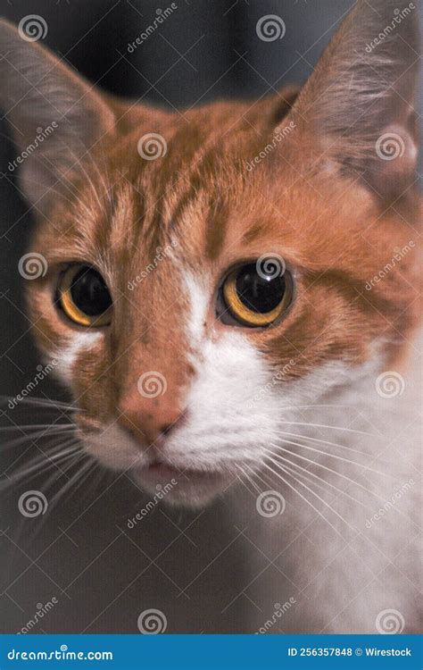 Vertical Macro View Of An Orange Tabby Cat S Cute Face Stock Photo