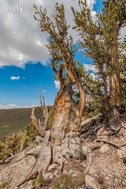 Pine Alpha The First Tree Dated To Over Years Old And Still Alive