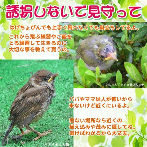 金のくちばし shinobu 鳥雑貨鳥アクセサリー on Twitter 愛鳥週間なのでハゲちょびん写真を再投下 こんなんでも巣立ち