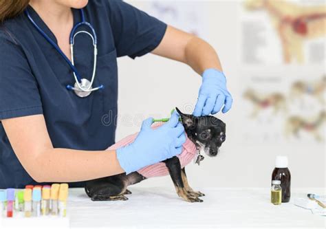 Vet Doctor Gives An Injection With A Vaccination To A Small Dog