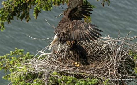 What Do Eagles Eat? Different Diets & Hunting Behaviors