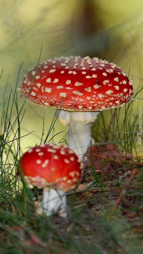 Pin By Tracy Huff Carlson On That Mushroom Is A Fungi 🍄 Mushroom Pictures Stuffed Mushrooms