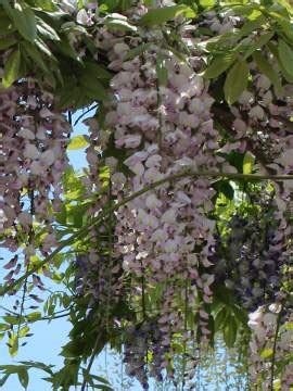 Glicynia Chi Ska S Odlin Wisteria Wisteria Sinensis Ogrodnik Amator