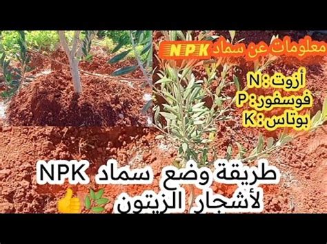 عملية وضع سماد NPK لأشجار الزيتون الصغيرة والكبيرة بعد جني الزيتون