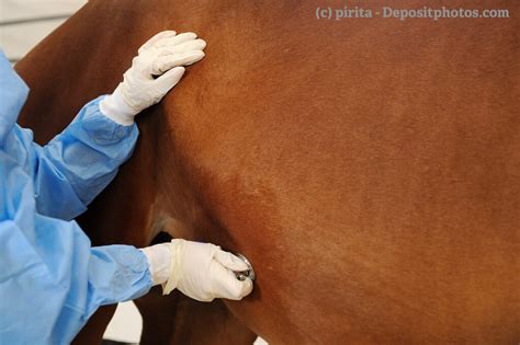 Pferde OP Versicherung Ein Ratgeber Haustiermagazin