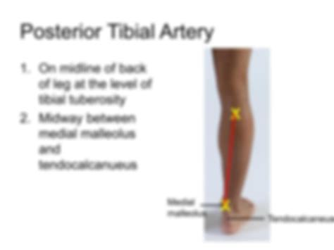 SOLUTION Surface Anatomy Of Lower Limb Studypool