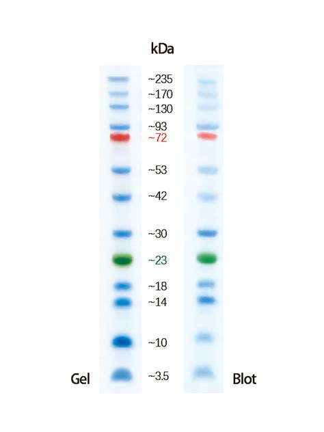 New Products Protein Ladders Proteintech Group 武汉三鹰生物技术有限公司