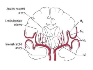 Mca Anatomy Ppt