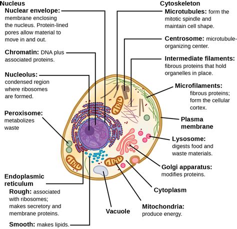 Eukaryotic Cells Biology 2e Part I 2nd Edition