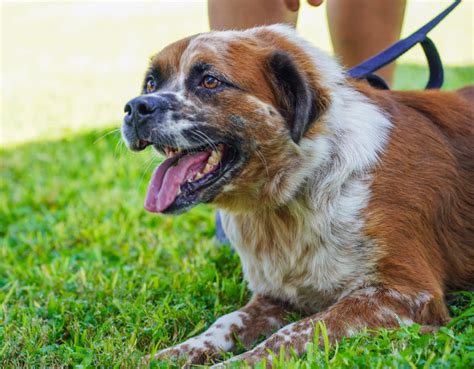 Adopt - Laredo Animal Protective Society