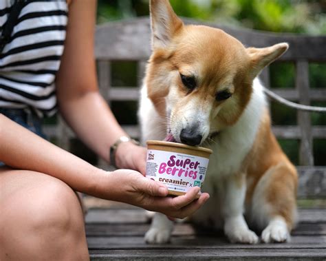 Pup Cup Doggie Ice Cream Creamier Handcrafted Ice Cream And Coffee