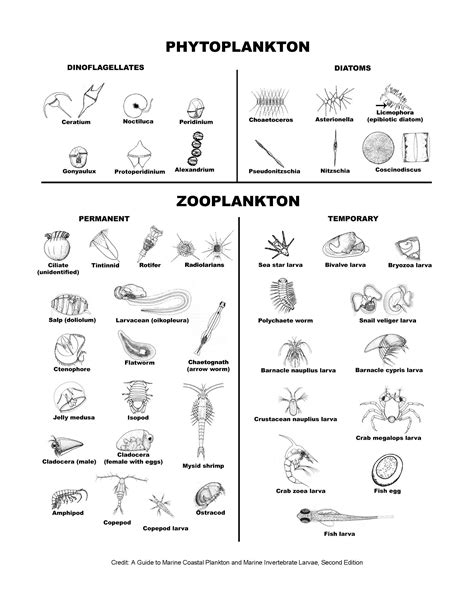 Plankton Identification Chart