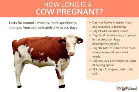 How Long Does A Cows Pregnancy Last A Complete Guide To Cow Pregnancy