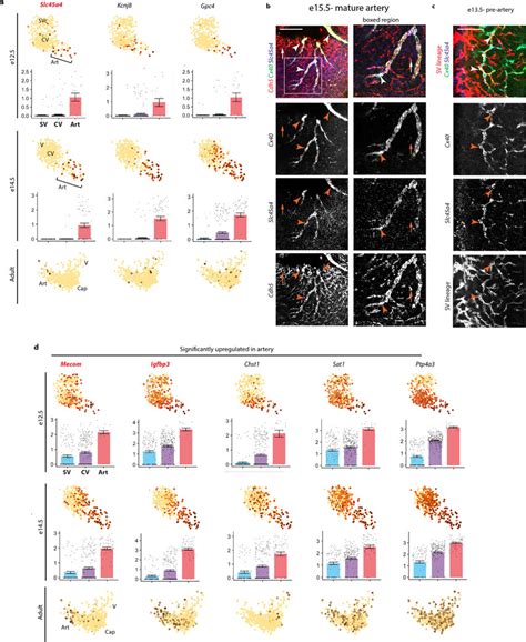 Novel Artery Markers Identified In Scrna Seq Data A E E And