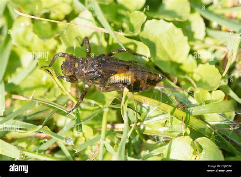 Broad Bodied Chaser Libellula Depressa Larva Out Of Pond Searching