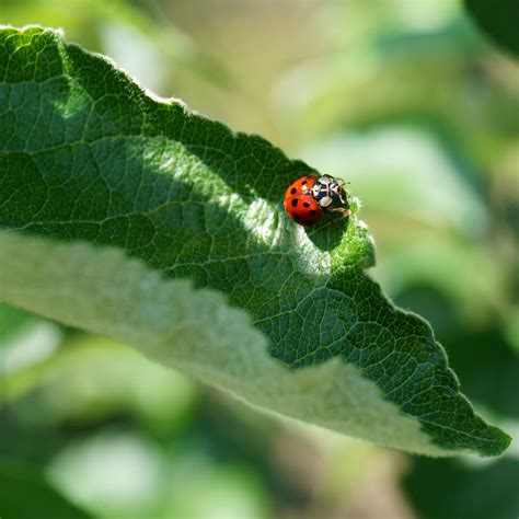 Aphid Eating Ladybugs Supplement Their Diet With Leafy Greens Cornell