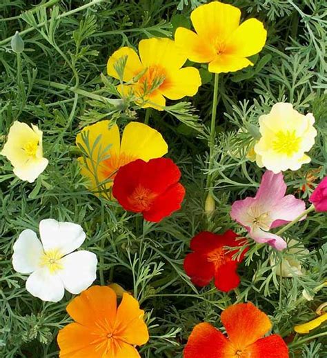 California Poppy Formula Mix Eschscholzia Californica Seed Buy