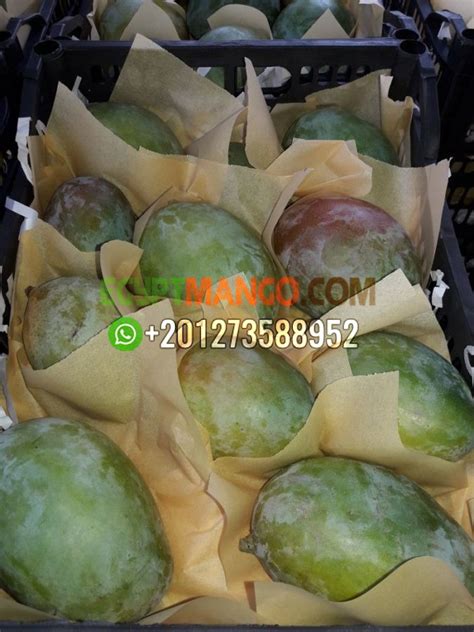 Egypt Mango Egypt Mango