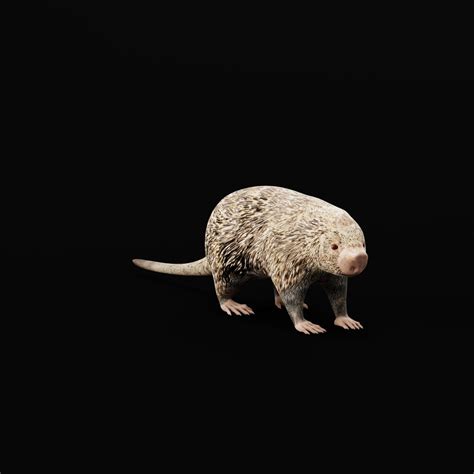 Brazilian Porcupine Rodent Low Poly 3d Model Download Mammals On