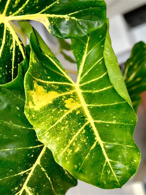 Alocasia New Guinea Gold Furniture Home Living Gardening Plants