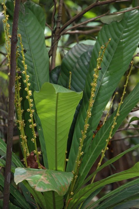 Agrostistachys Borneensis Images Useful Tropical Plants