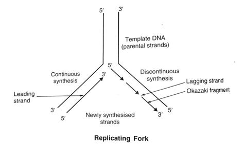 Difference Between Leading Strand And Lagging Strand Of Dna