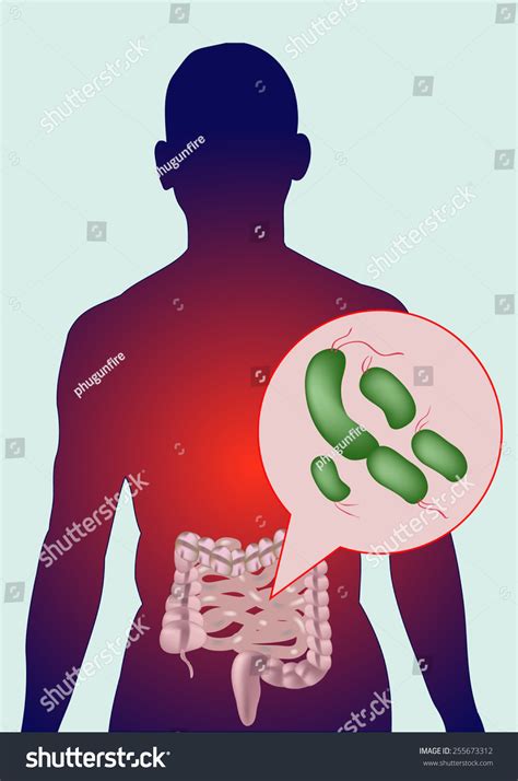 Bacteria In The Human Gut Vector 255673312 Shutterstock