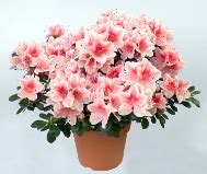 Indoor Azalea Care Tips - How to Grow, Water, Prune this Florist Plant