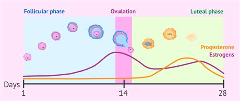 What Is The Luteal Phase